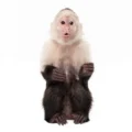 Planet of the apes: the ‘bizarre’ and tortured history of monkeys and humans