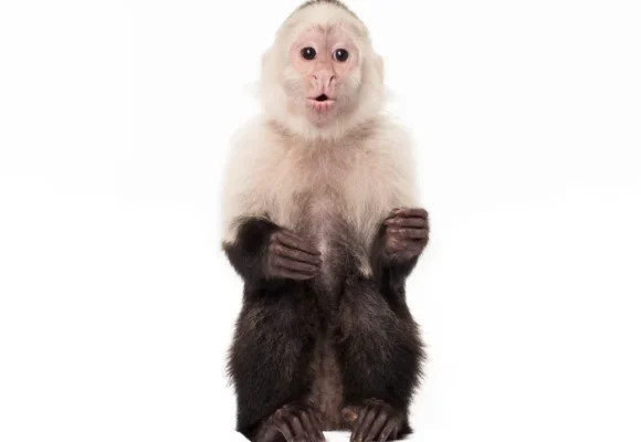 Planet of the apes: the ‘bizarre’ and tortured history of monkeys and humans